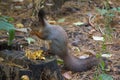 Gray Squirrel Sits On The Grass