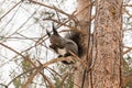 A gray squirrel sits on a pine tree in winter and gnaws hazelnuts Royalty Free Stock Photo