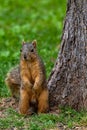 Gray squirrel sitting next to a tree