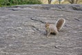 Gray squirrel sitting on a rocky ground and looking straight at the camera Royalty Free Stock Photo