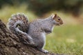 Gray squirrel sitting on a tree branch in the park and smiling Royalty Free Stock Photo