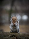 Gray squirrel sitting on a tree trunk eats a nut Royalty Free Stock Photo