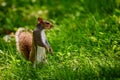 Gray Squirrel stand in grass