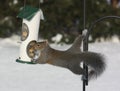 Gray Squirrel Raiding a Bird Feeder Royalty Free Stock Photo