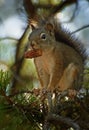 Gray squirrel with strobile