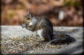 The gray squirrel stuffing its face Royalty Free Stock Photo