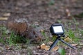 Gray squirrel taken from an action cam Royalty Free Stock Photo