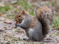 The gray squirrel with a thick tail eats a peanut
