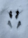 Gray Squirrel Tracks in Snow Royalty Free Stock Photo