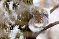 Gray squirrel in a tree Royalty Free Stock Photo