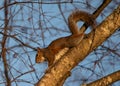 Gray Squirrel in a Tree at Sunset Royalty Free Stock Photo