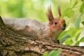 Gray squirrel on the tree trunk in the park. Royalty Free Stock Photo