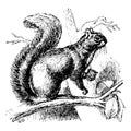 Gray Squirrel, vintage illustration