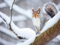 Gray Squirrel in Winter Snow