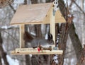 Gray squirrel in the winter Ural forest.