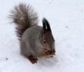 Gray squirrel in the winter Ural forest.