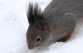 Gray squirrel in the winter Ural forest.