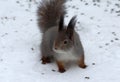 Gray squirrel in the winter Ural forest.