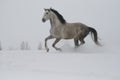 The gray stallion galloping on the slope in the snow.