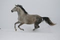 A gray stallion in a halter trots through the snow in cloudy winter weather.