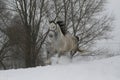A gray stallion in a halter trots through the snow in cloudy winter weather.