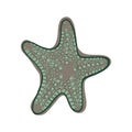 Gray star fish.