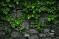Gray stone bricks wall with ivy covered. Castle old medieval rock block wall. Green leaves concrete texture background Royalty Free Stock Photo