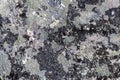 Gray stone with crustose lichen texture Royalty Free Stock Photo