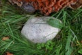Gray stone on green lawn, closeup. Stone texture. Gray cobblestone. Big rock on ground in park. Stone on grass field. Natural bac