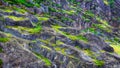 Gray stone with green moss texture background. Closeup of rock overgrown with green moss. Selective focus Royalty Free Stock Photo