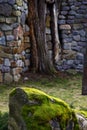A gray stone overgrown with green and gray moss on the background of two tree trunks in a wall lined with gray stones