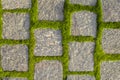 Gray stone pavement made of square stone bricks with sprouted green moss. rough surface texture