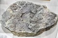Gray stone with plenty of fossil trilobites