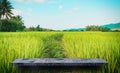 Gray stone shelf on paddy field