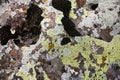 Gray stone soil texture background green moss Royalty Free Stock Photo