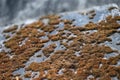 Gray stone surface covered with brown lichen as abstract natural background. Photo in perspective with selective focus Royalty Free Stock Photo