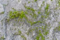 Gray stone surface covered with green rare moss. Relief and texture of stone with patterns and vegetation. Natural background for Royalty Free Stock Photo