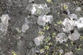 Gray stone surface covered with green and yellow lichen as an abstract natural background Royalty Free Stock Photo