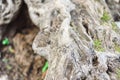 Gray stone texture granite background, closeup top view