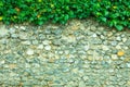 Gray stone wall background and ivy leaves green plants Royalty Free Stock Photo