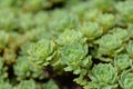 Gray stonecrop