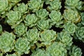 Gray stonecrop