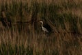 A gray stork stands in the water among the densely growing reeds