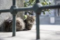 The gray stray cat