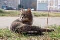 Gray stray cat sitting on green grass close up