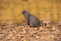 Gray stray cat sitting near yellow wall on autumn leaves in park pf Odessa