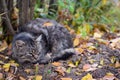 A gray stray cat sleeps under a bush on the street