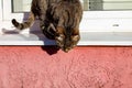 Gray stray cat on white windowsill outdoor