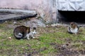 Gray stray cats eat food on the grass