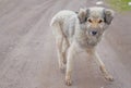 Gray stray dog on the earth road in the fall.